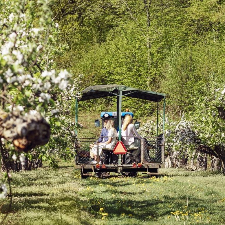 Traktor i äppelodling